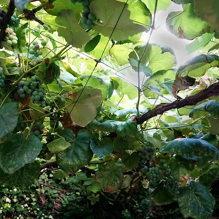 La Maisonette Et Son Jardin Apartment